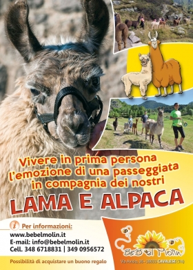 PASSEGGIATA CON LAMA E ALPACA - B&B el Molin